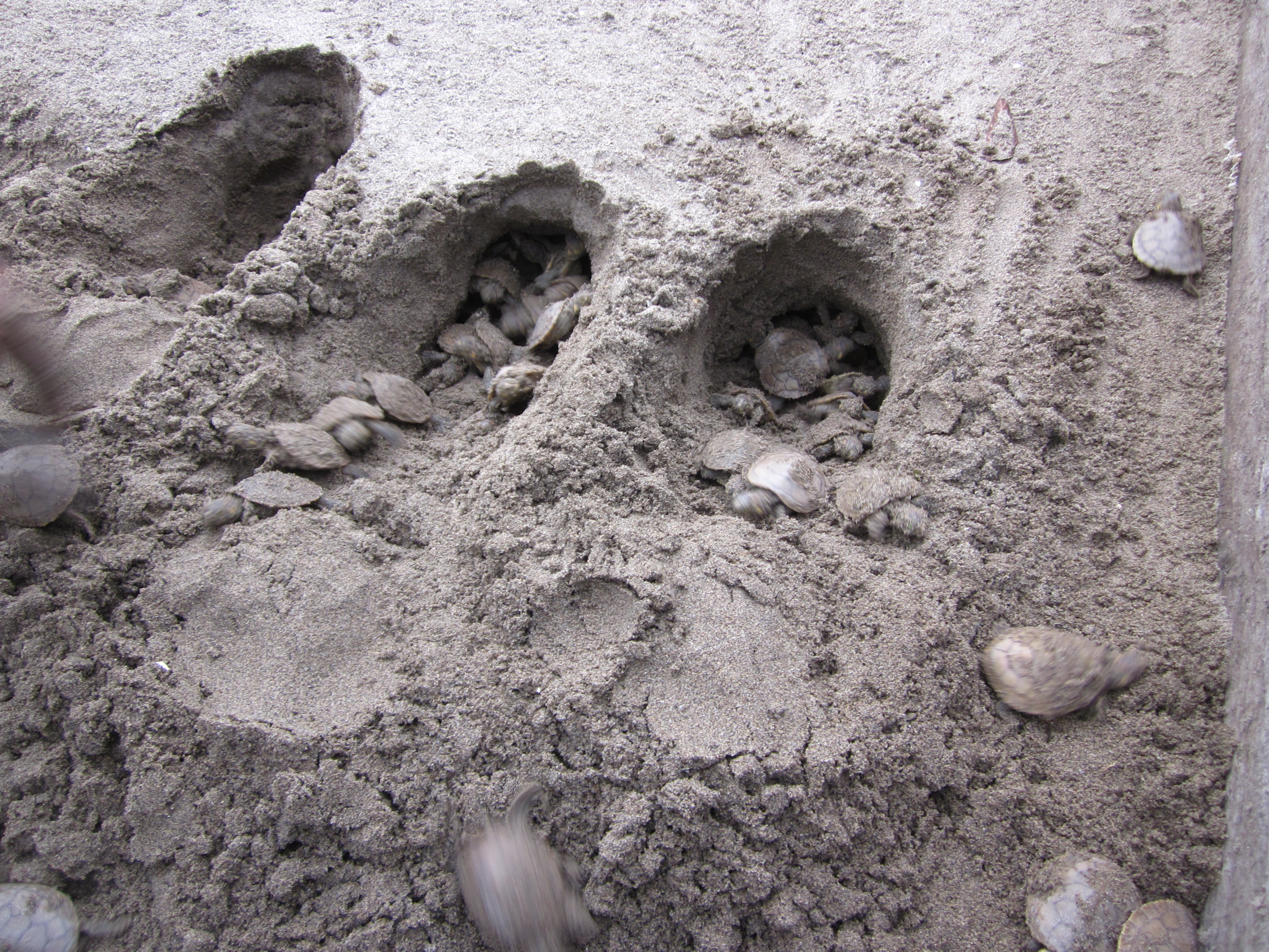 Amazon baby turtles hatching, Delfin Amazon Cruises