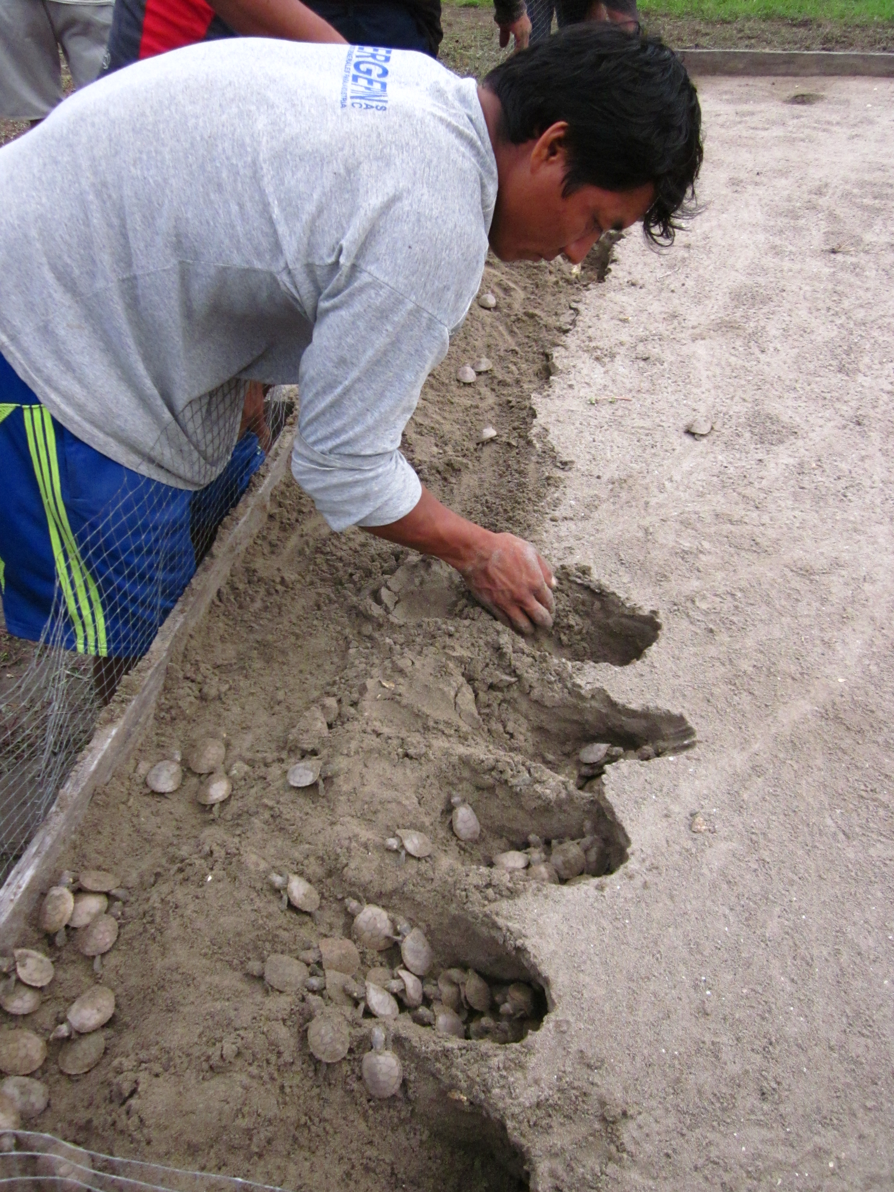 Pacaya Samiria turtle project, Delfin Amazon Cruises