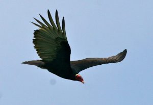 birdwatching in the peruvian amazon