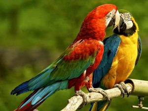 birdwatching in the peruvian amazon