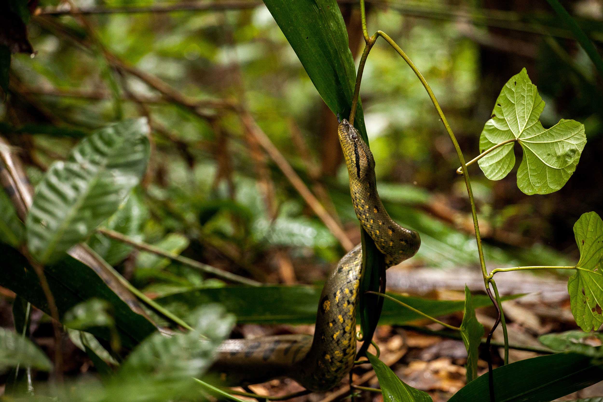 A close encounter with… an Anaconda!