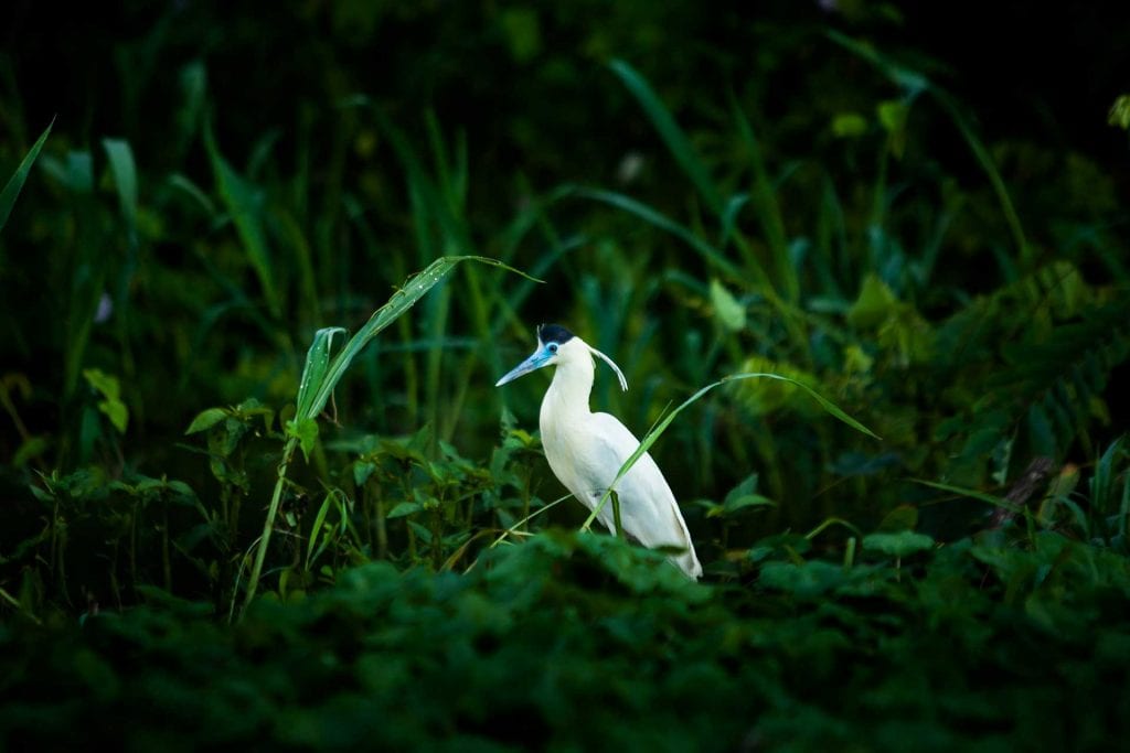 Luxury Amazon River Cruises