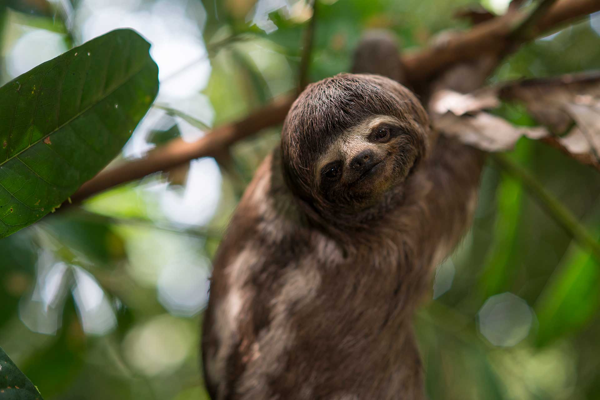 A Rare Southern Two Toed Sloth on the road to Nauta!